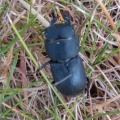 lesser stag beetle (Dorcus parallelipipedus) Kenneth Noble