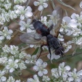 Eriothrix rufomaculata - Kenneth Noble
