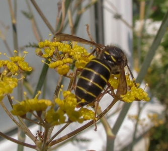 Median wasp (Dolichovespula media) Kenneth Noble