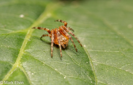 Garden Spider (Araneus diadematus) Mark Elvin