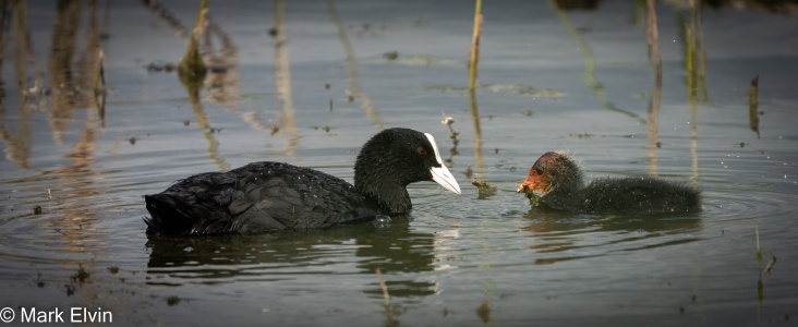Coot (Fulica atra)  with chick Mark Elvin