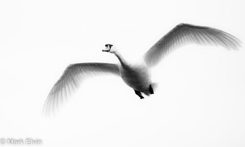 Mute Swan - High Key - Mark Elvin