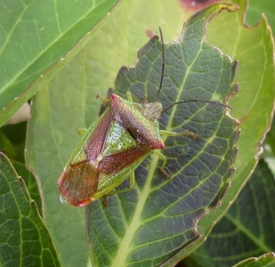 hawthorn shieldbug (Acanthosoma haemorrhoidale) Kenneth Noble