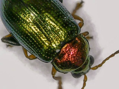 willow flea beetle (Crepidodera aurata) Kenneth Noble