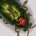 willow flea beetle ex 2022_1006_123521_edited.jpg