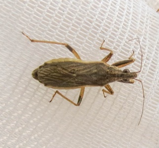 Grey damsel bug (Himacerus major) Kenneth Noble