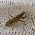 Grey damsel bug (Himacerus major) Kenneth Noble