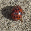 24-spot ladybird ex IMG_20373_edited.jpg