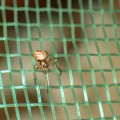 cricket bat orb-weaver (Mangora acalypha) Kenneth Noble