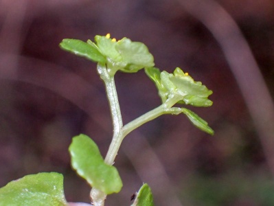opposite-leaved golden saxifrage (Chrysosplenium oppositifolium) Kenneth Noble