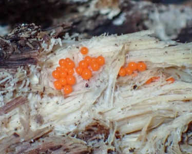 slime mould (Leocarpus fragilis) Kenneth Noble