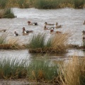 wigeon (Anas penelope) Kenneth Noble