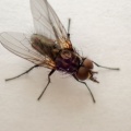 Anthomyiidae fly - Kenneth Noble