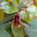 dark-edged bee-fly (Bombylius major) Kenneth Noble