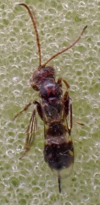 Gelis areator (an Ichneumonid wasp) Kenneth Noble
