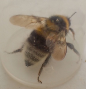 garden bumblebee (Bombus hortorum) Kenneth Noble