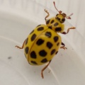 22-spot ladybird ex P5090018_edited.jpg