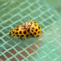 22-spot ladybird ex P5150009_edited.jpg