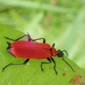 black-headed cardinal beetle (Pyrochroa coccinea) Kenneth Noble