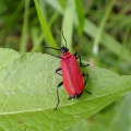 black-headed cardinal beetle ex P5170016_edited.jpg