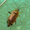 Harpocera thoracica (Handsome plant bug) Kenneth Noble