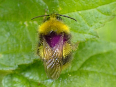 early bumblebee (Bombus pratorum) Kenneth Noble