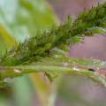 rose aphids ex P5140019_edited.jpg