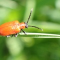 lily beetle ( Lilioceris lilii) Kenneth Noble