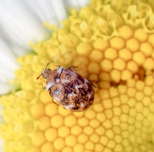 varied carpet beetle (Anthrenus verbasci) Kenneth Noble