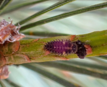 pine ladybird (Exochomus quadripustulatus) Kenneth Noble