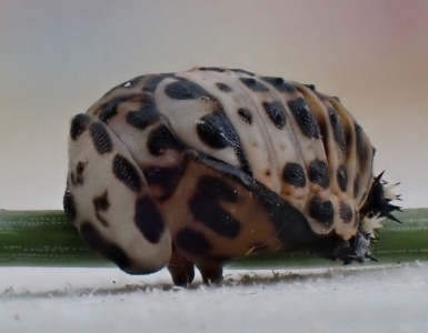 cream-streaked ladybird (cream-streaked ladybird) Kenneth Noble