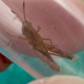 rufous grasshopper (Gomphocerippus rufus) Kenneth Noble