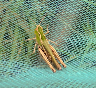 stripe-winged grasshopper (Stenobothrus lineatus) Kenneth Noble