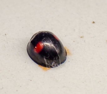 kidney-spot ladybird (Chilocorus renipustulatus) Kenneth Noble