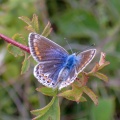 common blue (Polyommatus icarus) Kenneth Noble
