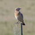 Northern wheatear (Oenanthe oenanthe) Kenneth Noble