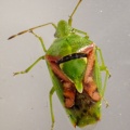 juniper shieldbug (Cyphostethus tristriatus) Kenneth Noble