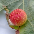cherry gall (Cynips quercusfolii) Kenneth Noble