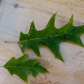 pin oak (Quercus palustris) Kenneth Noble
