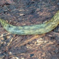 Green cellar slug (Limacus maculatus) Kenneth Noble