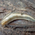 Tree slug  (Lehmannia marginata) Kenneth Noble