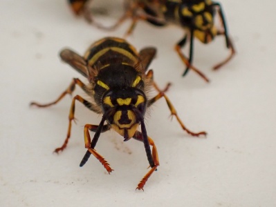 common wasp (Vesula vulgaris) Kenneth Noble