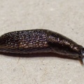 Arion (Kobeltia) distinctus (Brown soil slug)  Kenneth Noble