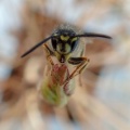 Common wasp (Vespula vulgaris) Kenneth Noble