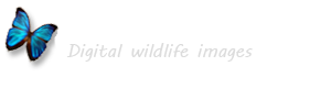 wildlife-galleries.co.uk